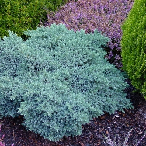  Jeneverbes (Juniperus Squamata 'Blue Star')