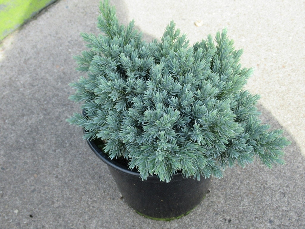  Jeneverbes (Juniperus Squamata 'Blue Star')