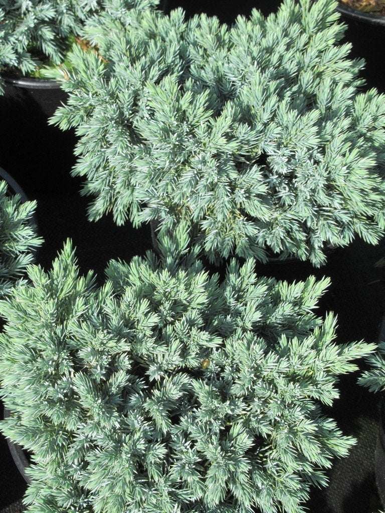  Jeneverbes (Juniperus Squamata 'Blue Star')