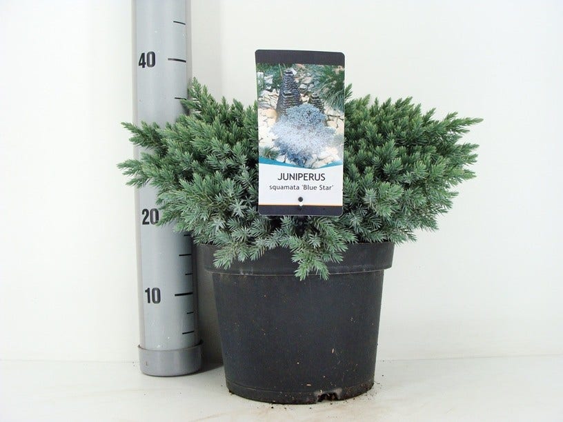  Jeneverbes (Juniperus Squamata 'Blue Star')