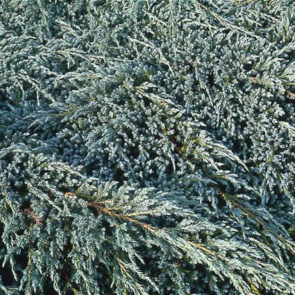  Jeneverbes (Juniperus Squamata 'Blue Carpet')