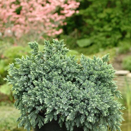  Jeneverbes (Juniperus Squamata 'Blue Star')