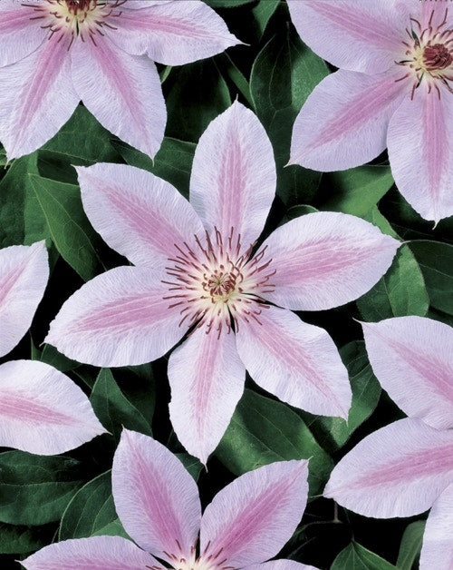  Bosrank (Clematis 'John Paul II')
