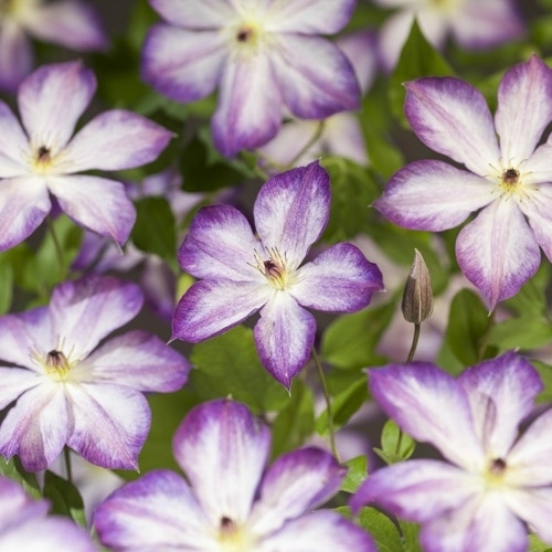  Bosrank (Clematis ‘Pernille’)