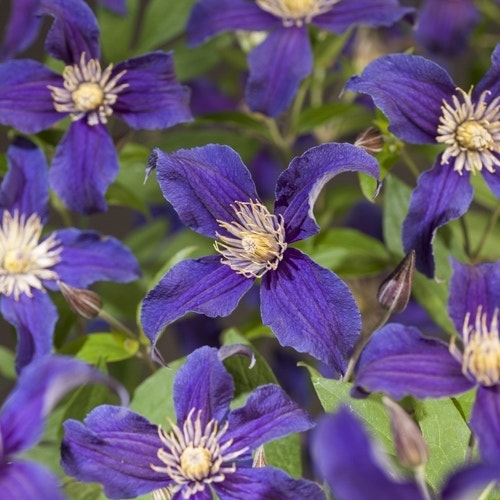  Bosrank (Clematis So Many 'Blue Flowers')