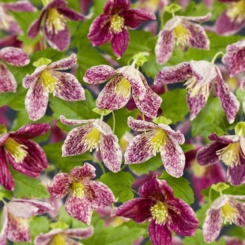  Bosrank (Clematis 'cirrhosa Freckles')