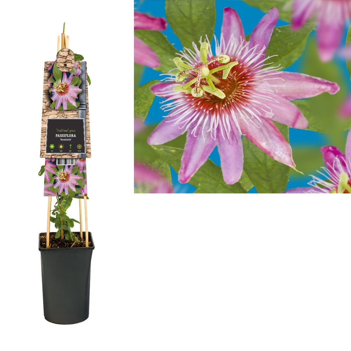  Passiebloem (Passiflora 'Anastasia')