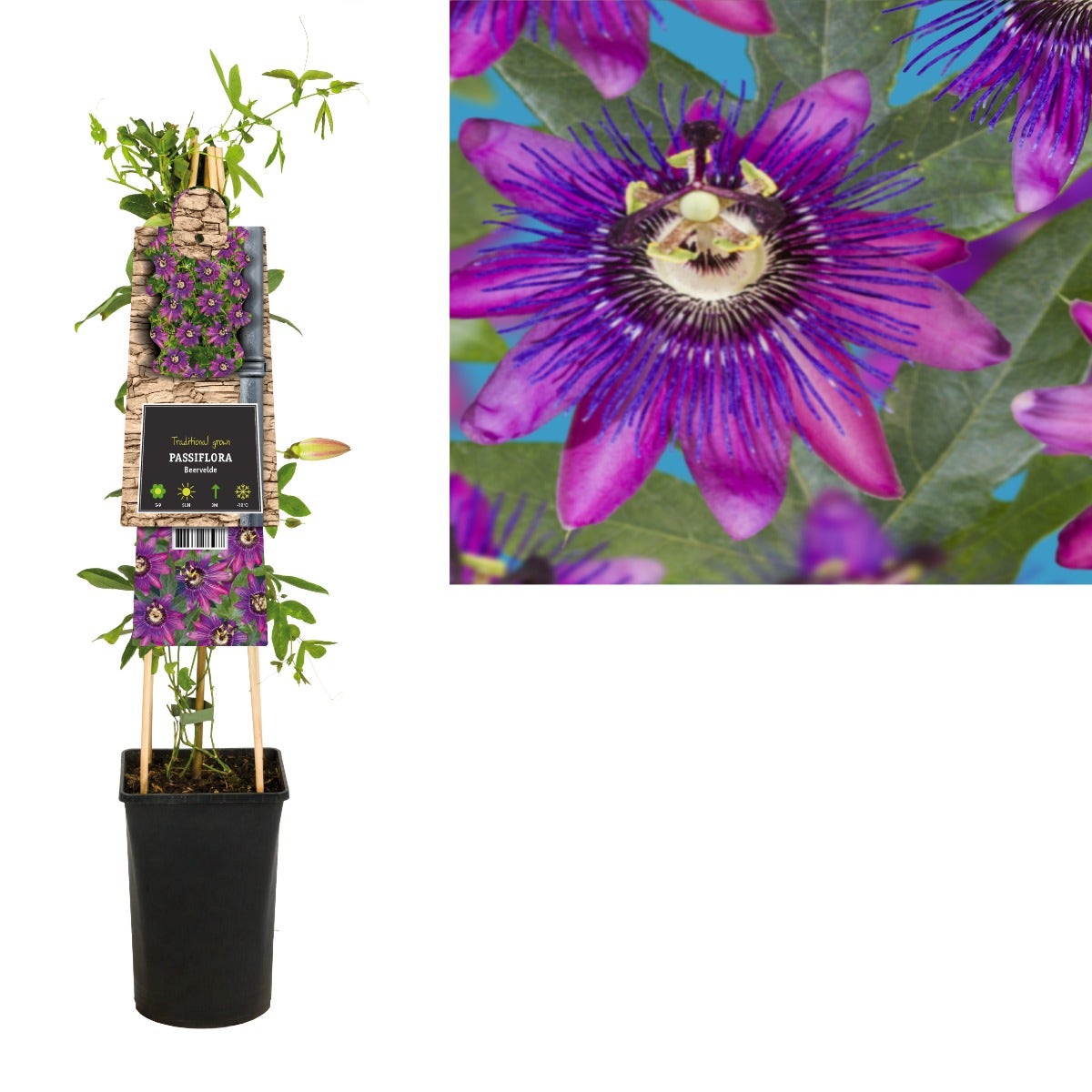  Passiebloem (Passiflora 'Beervelde')