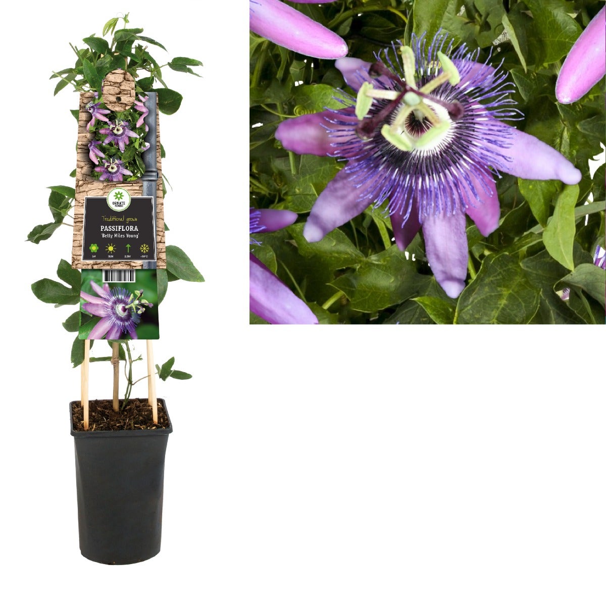  Passiebloem (Passiflora 'Betty Miles Young')
