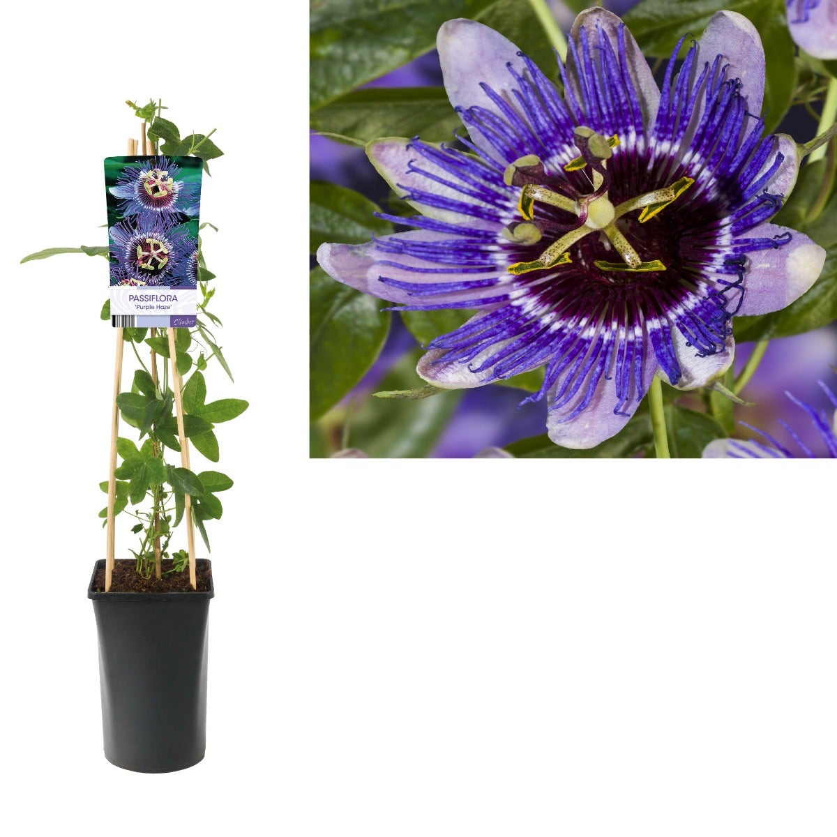  Passiebloem (Passiflora 'Purple Haze'