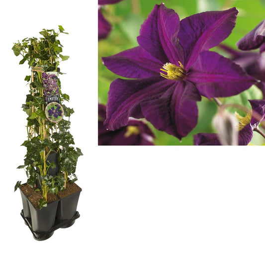  Hedera-Clematis Mix Haag (Romantika)