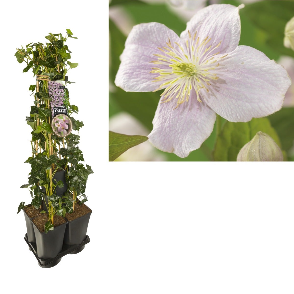  Hedera-Clematis Mix Haag (Mayleen)