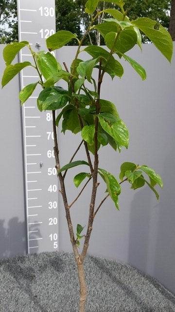  Kaki (Diospyros Kaki)