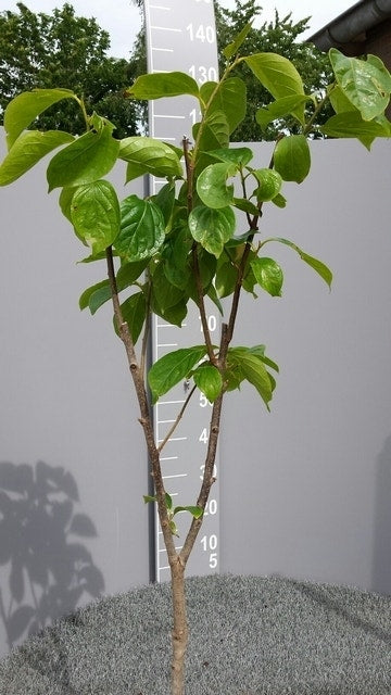  Kaki (Diospyros Kaki)