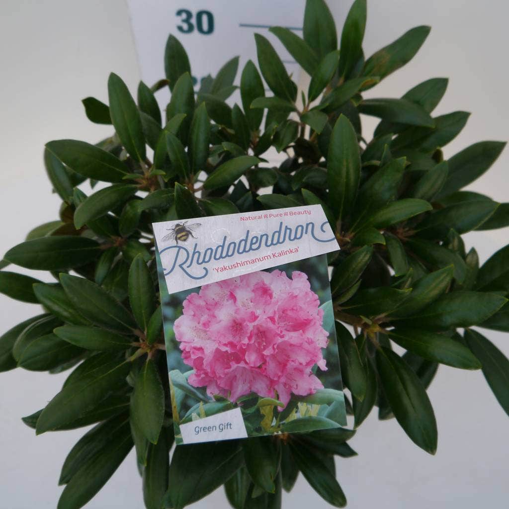  Dwergrhododendron (Rhododendron 'Kalinka')