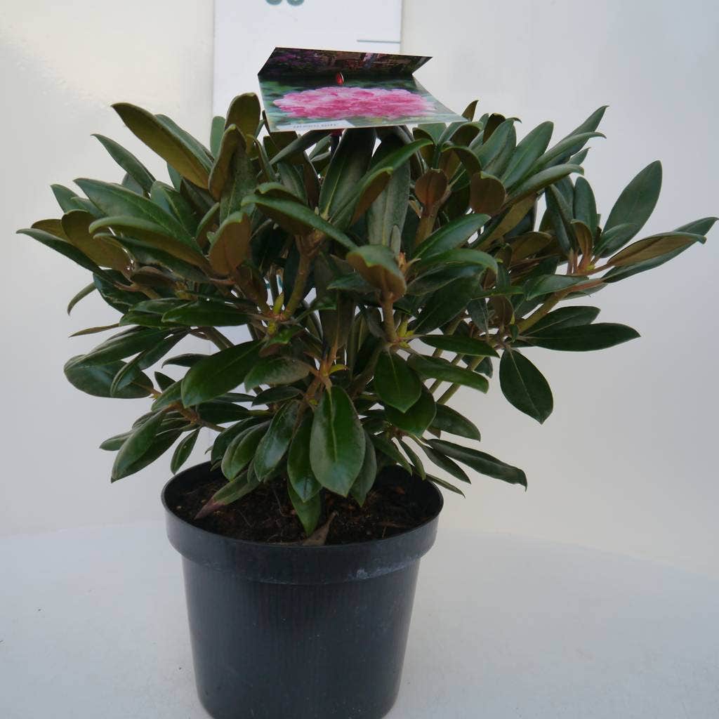  Dwergrhododendron (Rhododendron 'Kalinka')