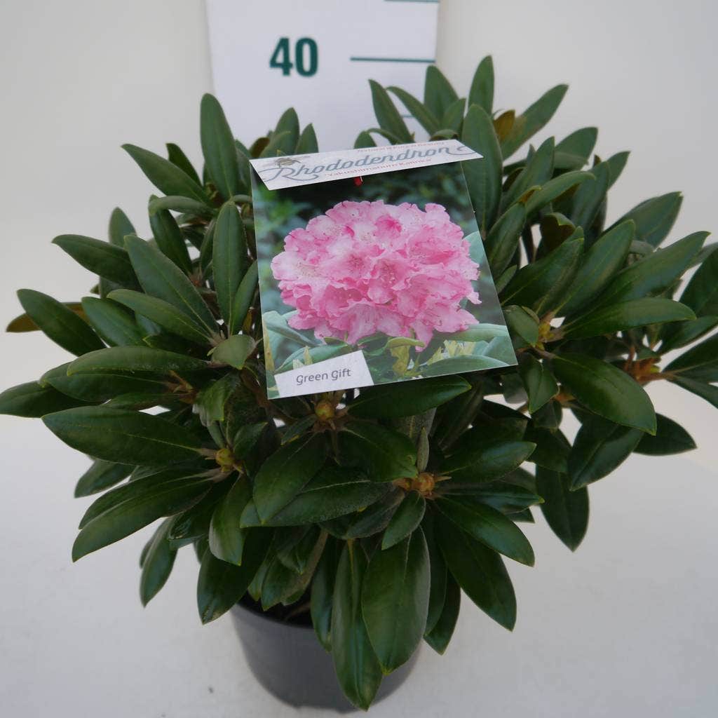  Dwergrhododendron (Rhododendron 'Kalinka')