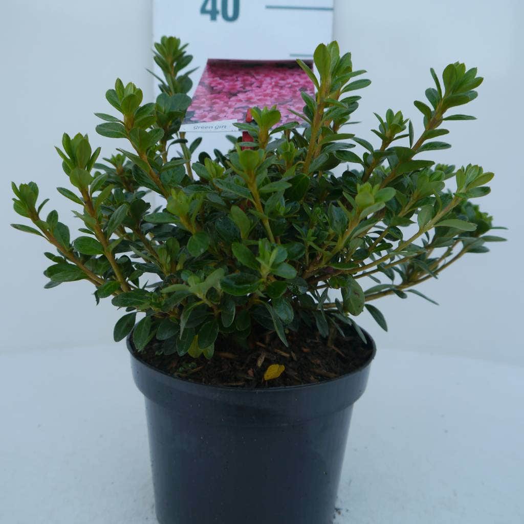  Japanse Azalea (Rhododendron 'Kermesina')
