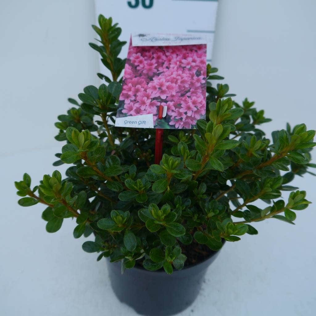  Japanse Azalea (Rhododendron 'Kermesina')