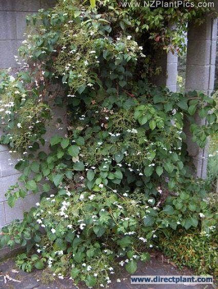  Klimhortensia (Hydrangea Anomala Petiolaris)