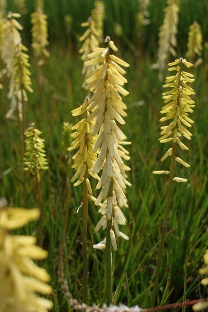  Vuurpijl/Fakkellelie (Kniphofia 'Little Maid')