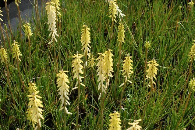  Vuurpijl/Fakkellelie (Kniphofia 'Little Maid')