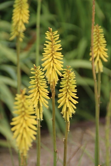  Vuurpijl/Fakkellelie (Kniphofia 'Little Maid')