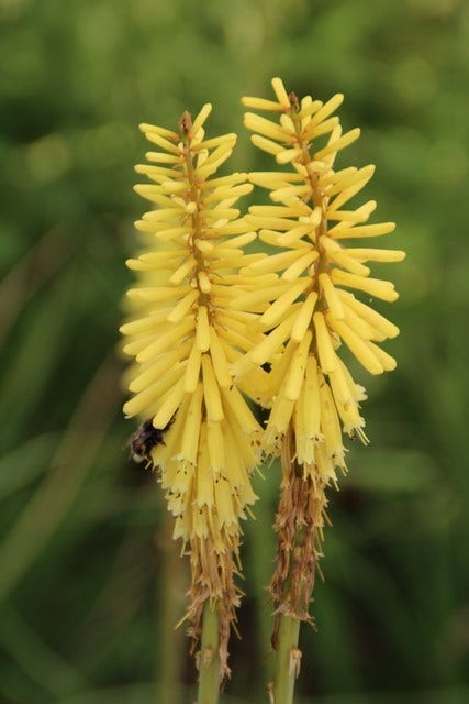  Vuurpijl/Fakkellelie (Kniphofia 'Little Maid')