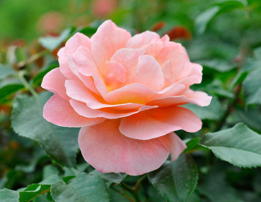  Trosroos (Rosa 'Marie Curie')