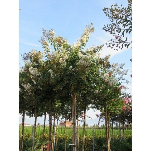  Witte Lagerstroemia Als Boom (Lagerstroemia Indica)