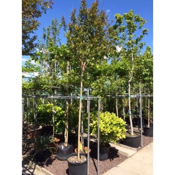  Witte Lagerstroemia Als Boom (Lagerstroemia Indica)