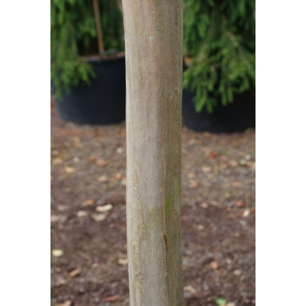  Rode Lagerstroemia Als Boom (Lagerstroemia Indica)