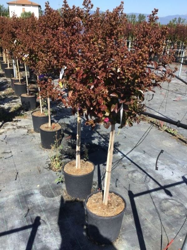  Lagerstroemia Als Halfstam (Lagerstroemia Indica 'Berry Dazzle')