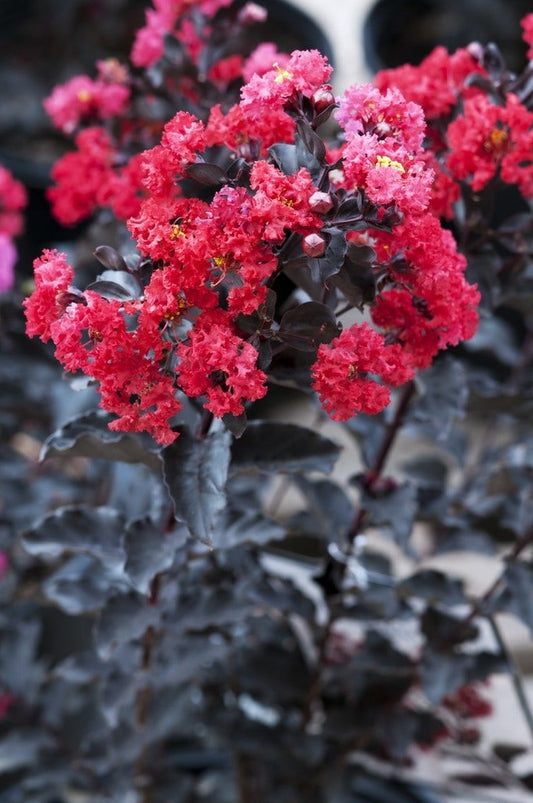  Lagerstroemia Als Halfstam (Lagerstroemia 'Black Diamond Best Red')