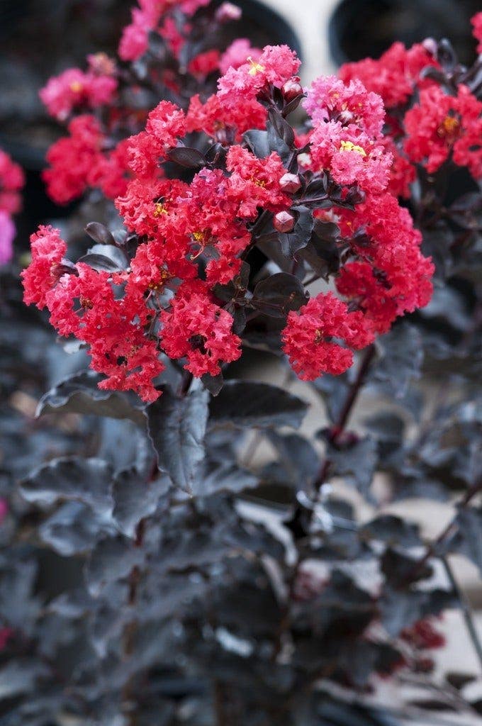  Lagerstroemia (Lagerstroemia 'Black Diamond Best Red')