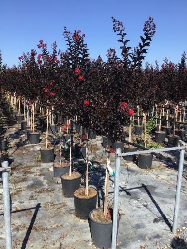  Lagerstroemia Als Halfstam (Lagerstroemia 'Black Diamond Best Red')
