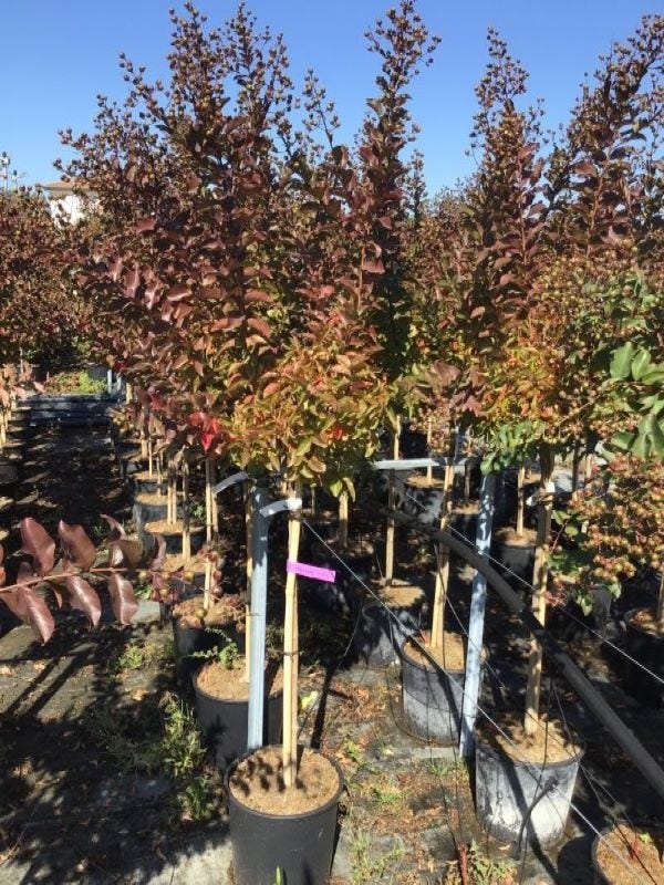  Lagerstroemia Halfstam (Lagerstroemia Indica 'Burgundy Cotton')