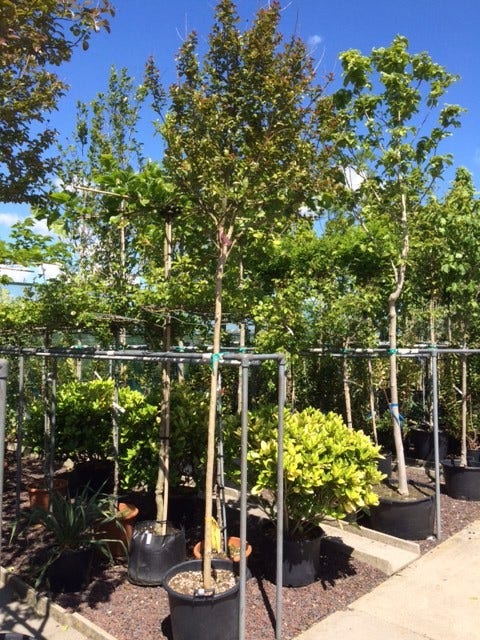 Roze Lagerstroemia Als Boom (Lagerstroemia Indica)