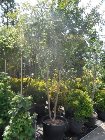  Lagerstroemia Wit (Lagerstroemia Indica)