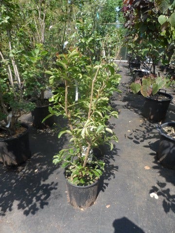 Lagerstroemia Wit (Lagerstroemia Indica)