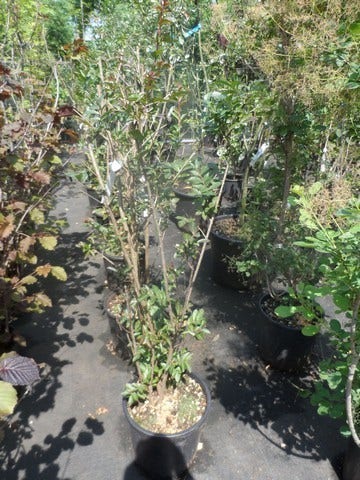  Lagerstroemia Wit (Lagerstroemia Indica)
