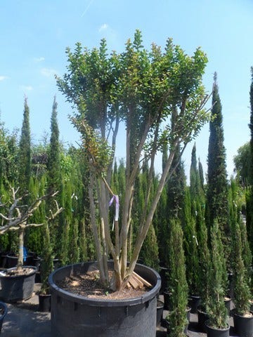  Lagerstroemia Wit (Lagerstroemia Indica)