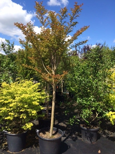  Roze Lagerstroemia Als Boom (Lagerstroemia Indica)