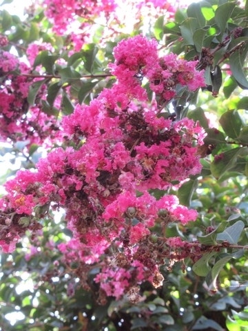  Roze Lagerstroemia Als Boom (Lagerstroemia Indica)