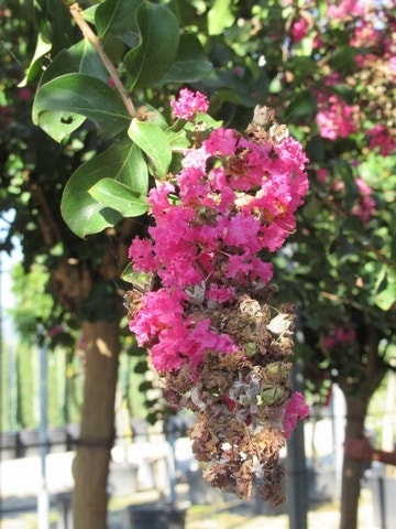  Roze Lagerstroemia Als Boom (Lagerstroemia Indica)