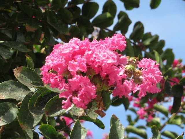  Roze Lagerstroemia Als Boom (Lagerstroemia Indica)