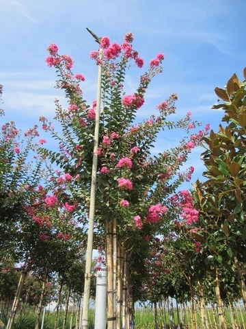  Roze Lagerstroemia Als Boom (Lagerstroemia Indica)