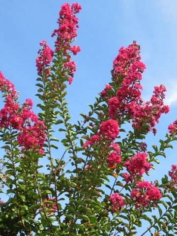  Roze Lagerstroemia Als Boom (Lagerstroemia Indica)