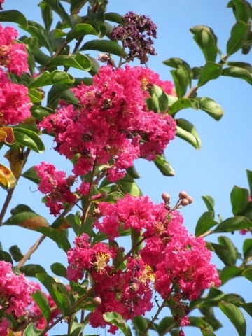  Roze Lagerstroemia Als Boom (Lagerstroemia Indica)