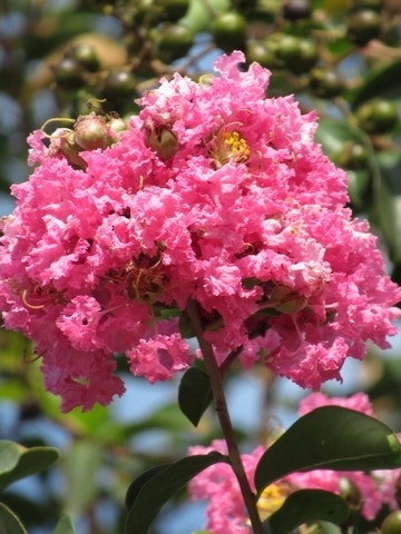  Roze Lagerstroemia Als Boom (Lagerstroemia Indica)